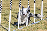 Reno Agility Trial  November-2013  AM